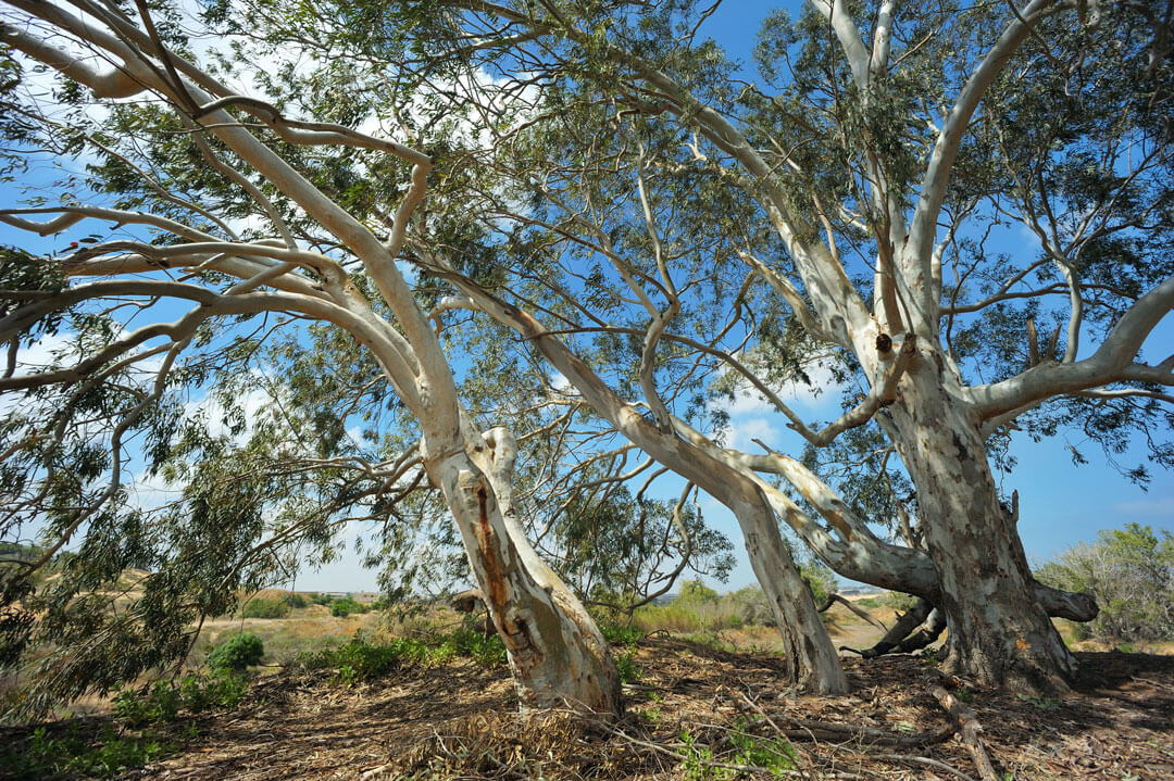 What is raw Eucalyptus honey?