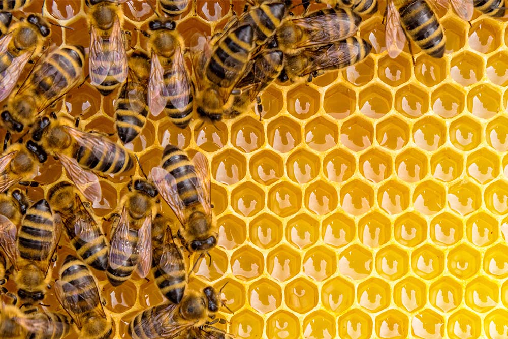 New Zealand’s proposed General Requirements for Export (GREX) of Manuka Honey
